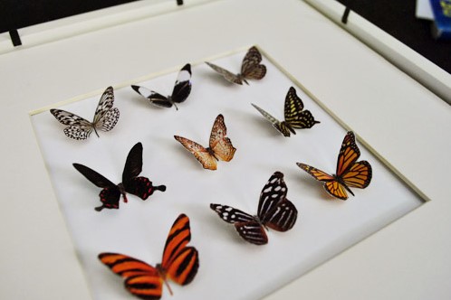 Butterfly taxidermy